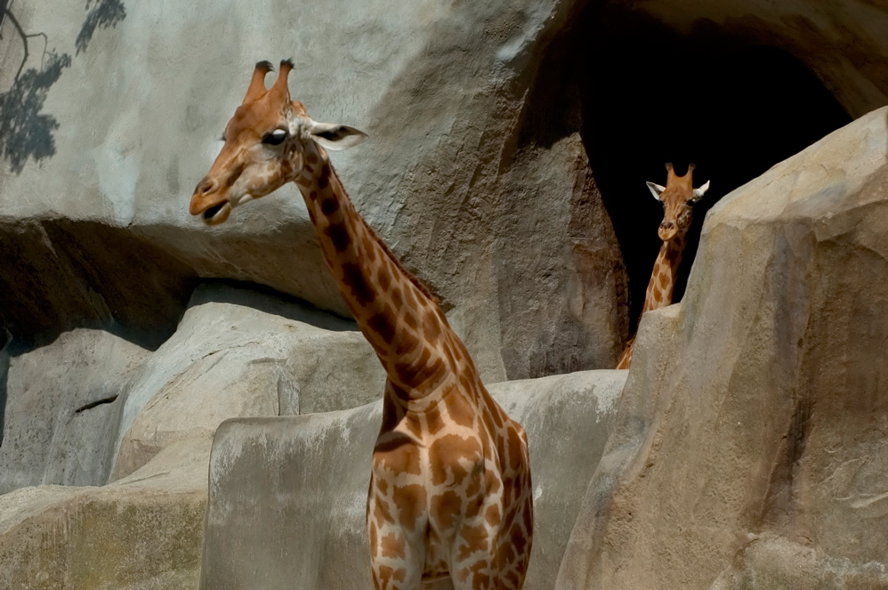 Lune de Miel - Cave Giraffe